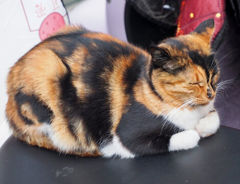 电瓶车上的小猫