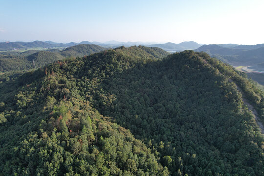 森林大山
