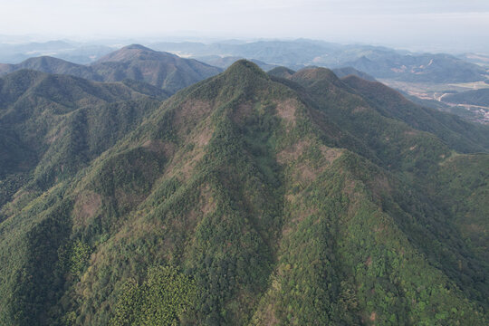 绿色山林