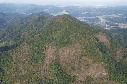 绿色山林秋景森林