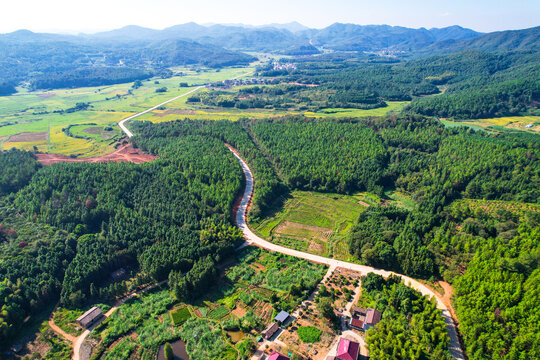 森林公路