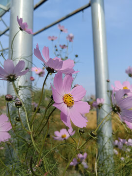 格桑花