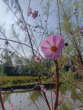 格桑花
