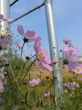 格桑花