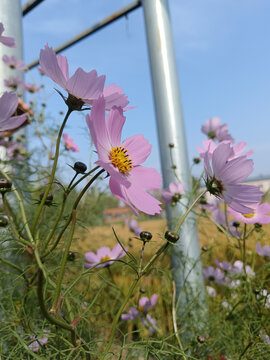 粉色格桑花