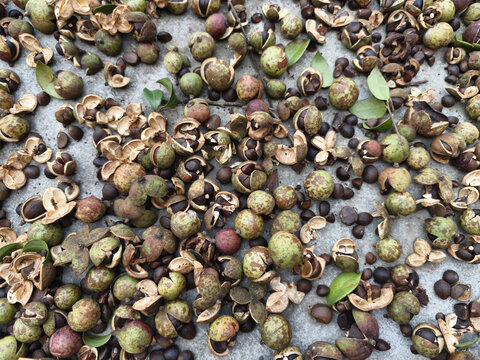 裂开的茶油果特写