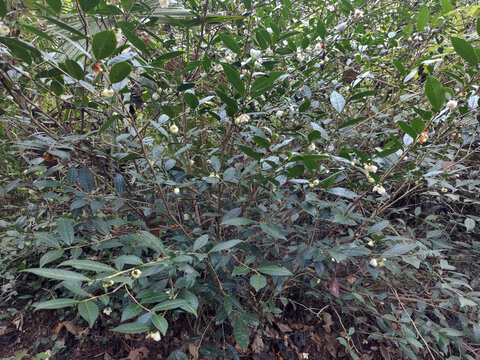 山茶花与茶树