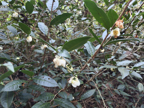 山茶花