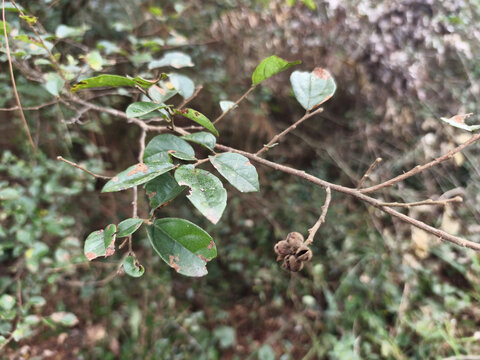 檵木果实特写