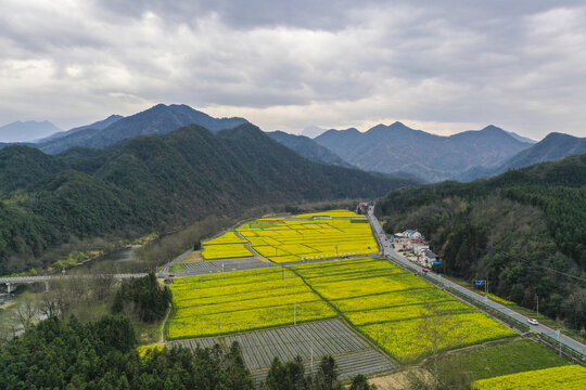 唐村油菜花海