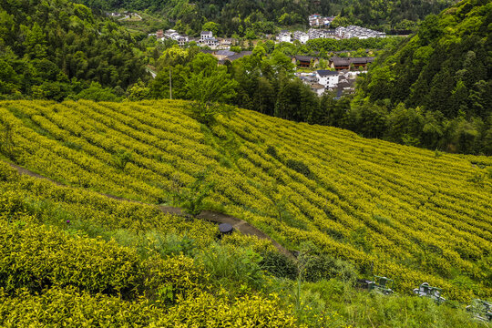 高山茶园