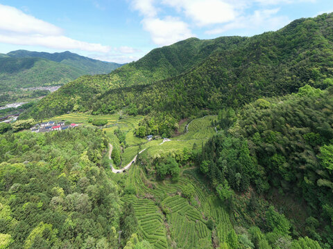 高山茶园
