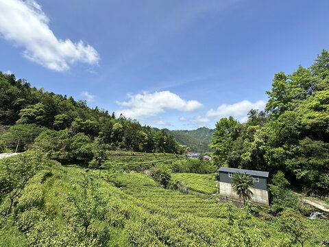 黄金芽基地