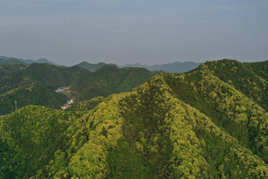 苦槠花海