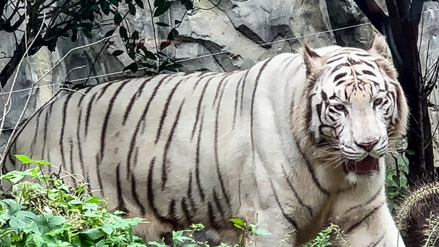 动物园里的老虎