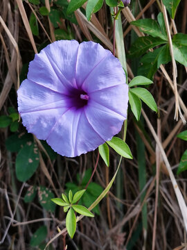 五爪金龙花