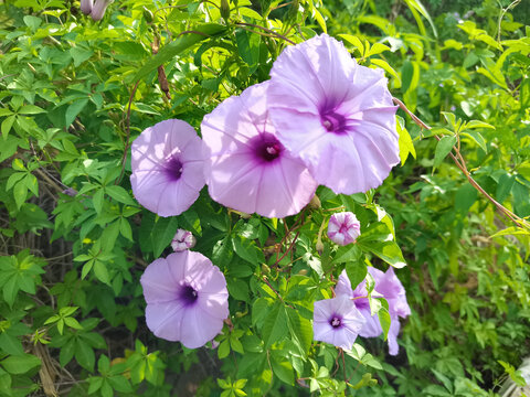 五爪金龙花