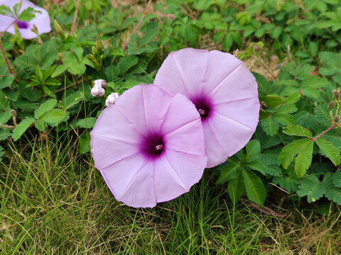 五爪金龙花