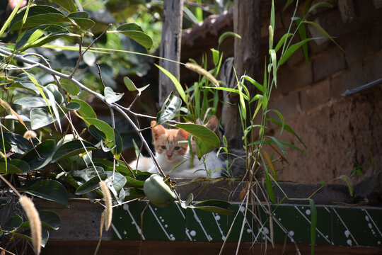 发呆的猫咪