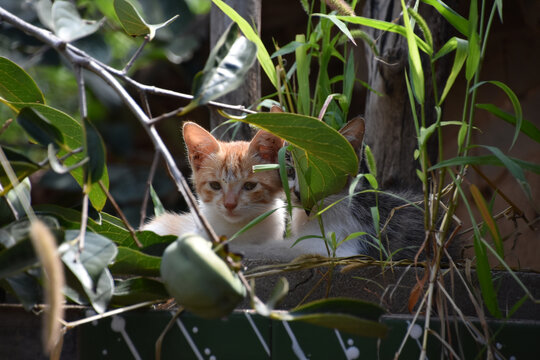 猫咪