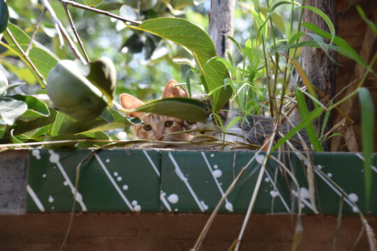 趴着的猫咪