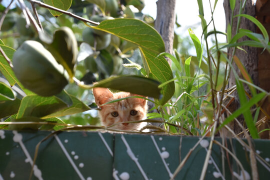 探头的猫咪