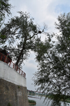 运河大堤