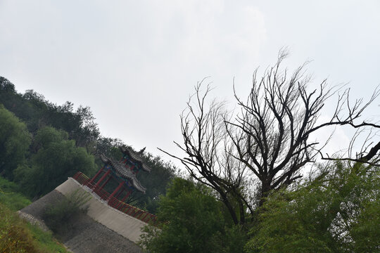 枯树凉亭