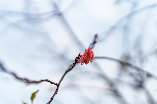 重瓣樱花