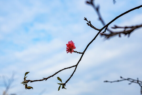 重瓣樱花
