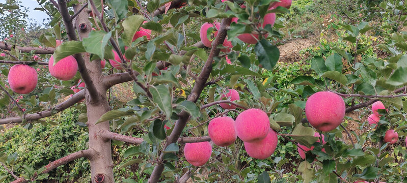 苹果