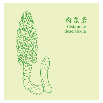 肉苁蓉
