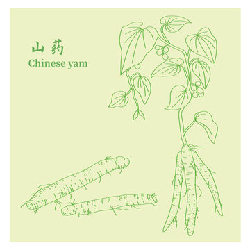 山药