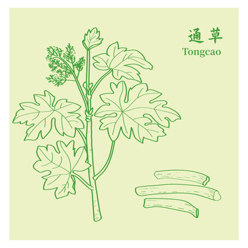 通草