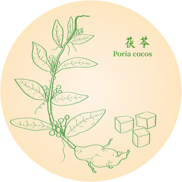 茯苓