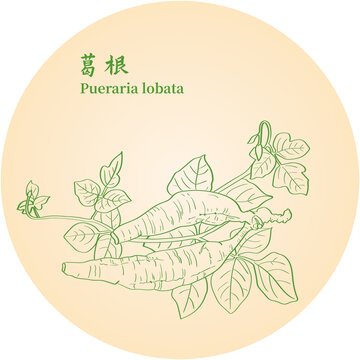葛根