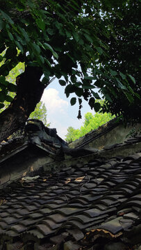 青瓦与古树以及天空