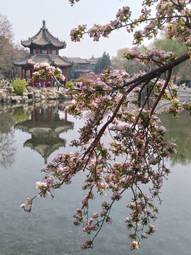 古莲花池