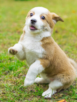 小狗