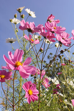 格桑花