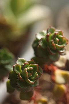 多肉植物盆栽