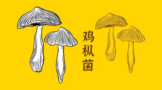 鸡枞菌
