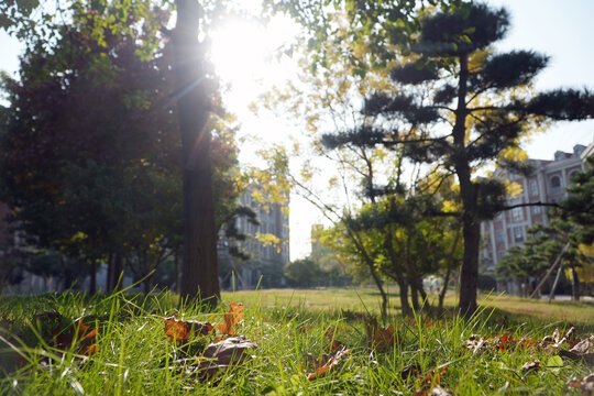 秋景