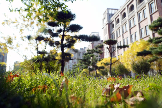 秋景