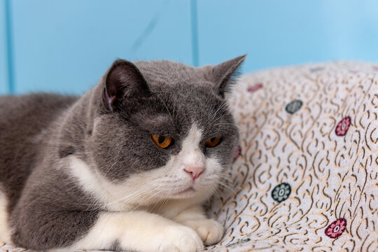 忧郁的蓝白英短猫咪