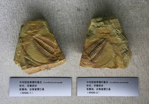 中间型始莱德利基虫