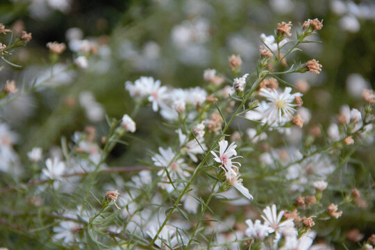 柳叶白菀菊花