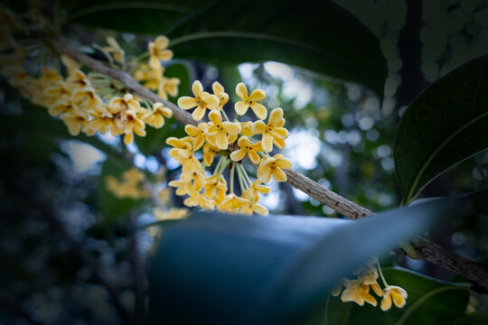 桂花