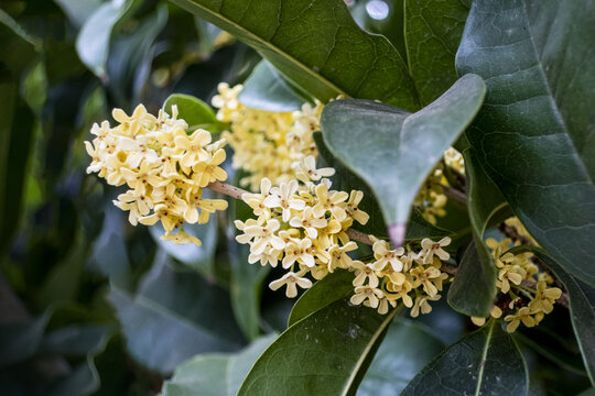 桂花
