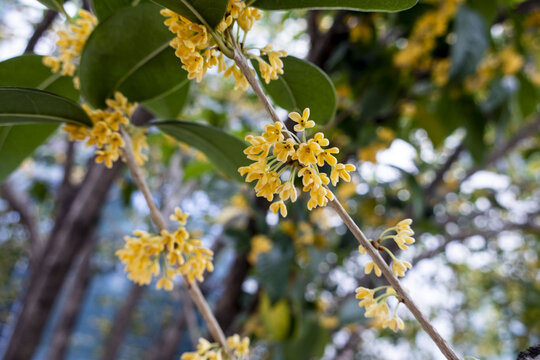 桂花